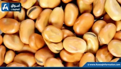 سعر الفول اليوم الإثنين لدى التجار.. ما هو سعر أردب الفول البلدي؟