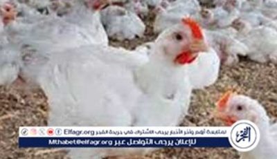 بورصة الدواجن.. أسعار الفراخ البيضاء اليوم السبت 21-6-2025 في قنا