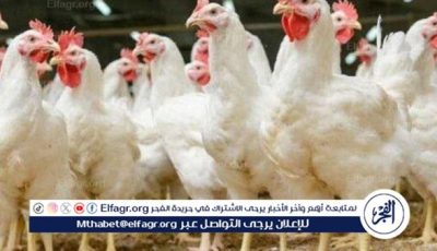 بورصة الدواجن.. أسعار الفراخ البيضاء اليوم الاحد 22-6-2025 في قنا
