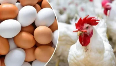 بعد تراجعها الكبير.. أسعار الدواجن تشهد مفاجآت في الأسواق اليوم