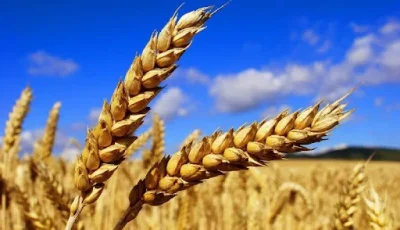 توقعات بحصاد غير مسبوق للقمح في رومانيا خلال موسم 2025/2026