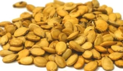 فوائد ومخاطر استهلاك أنواع اللب على صحة الجسم.. كن حذراً من المملح