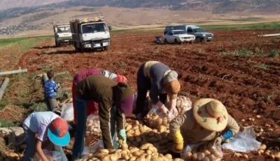 المزارعون في سوريا يتحضرون لموسم حصاد صعب نتيجة الإجراءات الإسرائيلية