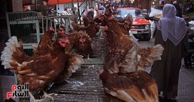 أسعار الدواجن واللحوم والأسماك اليوم فى سوهاج