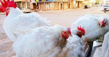 أسعار الفراخ البيضاء والبلدى بالأقصر اليوم السبت.. الفراخ البلدى بـ130 جنيها