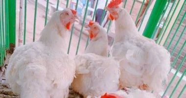 أسعار الفراخ البيضاء اليوم الثلاثاء 24-2-2026 فى المنوفية