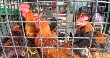 الفراخ البيضاء بـ 112 جنيها.. أسعار الدواجن بالأقصر اليوم الثلاثاء 24 فبراير