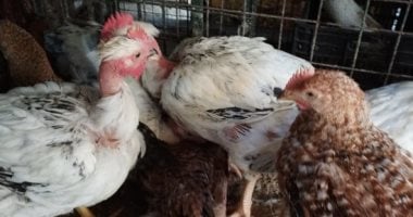 أسعار الفراخ البيضاء اليوم الأحد 22-2-2026 فى المنوفية