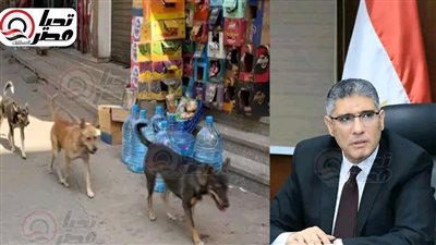 مقترح بقتل الكلاب على طاولة محافظ الجيزة.. مصدر يكشف لـ تحيا مصر تفاصيل آخر اجتماع للمحافظ السابق مع نواب المحافظة قبل رحيله بأيام