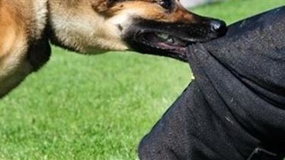 إصابة شاب بالسعار إثر عقر كلب في أوسيم