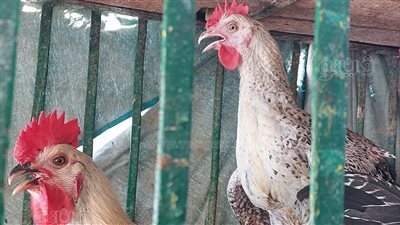 ارتفاع جديد في أسعار الدواجن بالأسواق اليوم الإثنين