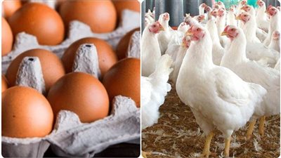 انخفاض ملحوظ في أسعار الدواجن والبيض مع بداية رمضان اليوم الخميس 19 فبراير 2026