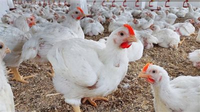 استقرار الفراخ البيضاء وارتفاع الساسو قبل رمضان.. خريطة الأسعار الكاملة اليوم