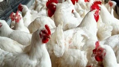 بـ90جنيه.. مستقبل مصر يطلق مبادرة طرح الدواجن قبل رمضان