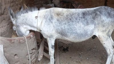 أهالي إسنا يضبطون متهما استولى على حمار قيمته 20 ألف جنيه