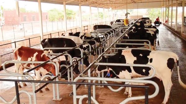 العجل بـ 5000 جنيه وبأسبقية الحجز.. ارتفاع بورصة ذبح الأضاحي في العيد
