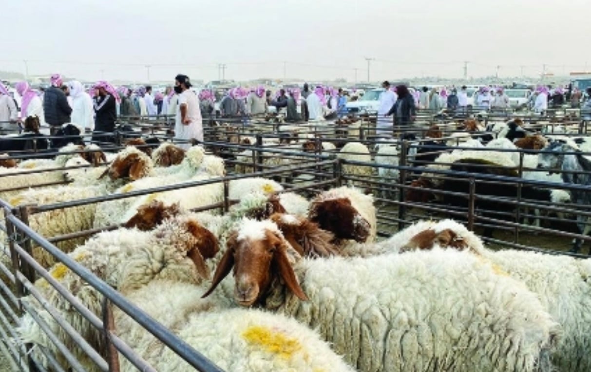 ارتفاع قياسي في أسعار الأضاحي بسوق رماح قبيل عيد الأضحى ينعش حركة البيع بالجملة