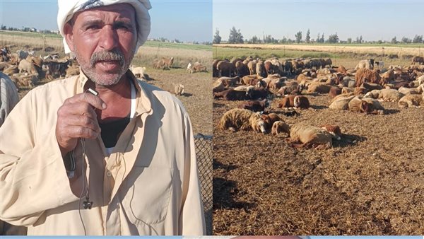 باعوا الأغنام وتحويشة العمر.. ضحايا «مستريح التوظيف» بالبحيرة يروون تفاصيل النصب عليهم بملايين الجنيهات