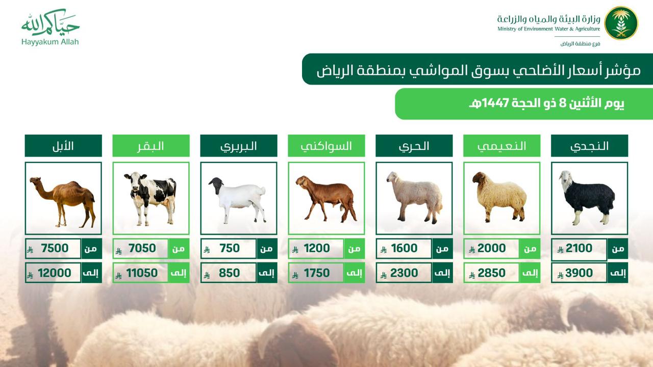 وفرة الأضاحي واستقرار أسعار المواشي مع رفع جاهزية أسواق ومسالخ الرياض لعيد الأضحى