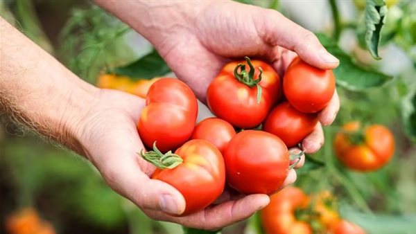 عاجل.. وزارة التموين تعلن طرح الطماطم بسعر 20 جنيها للكيلو
