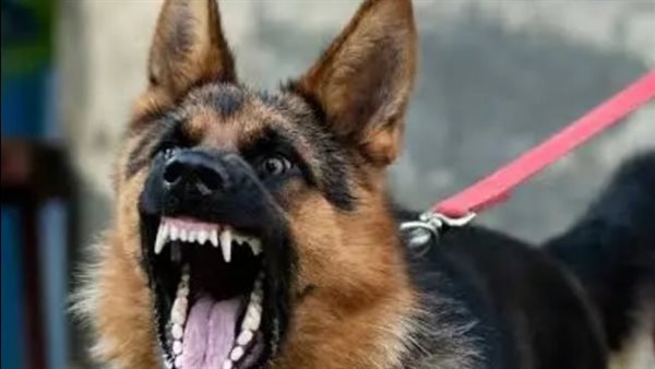 إصابة 9 أشخاص بعقر حيوان مفترس بينهما أطفال وشباب فى قرية شمال قنا
