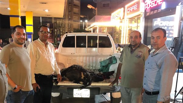 ضبط 7500 لتر سولار مهربة وخروف مسمم غير صالح للاستهلاك قبل طرحهما بالأسواق في الفيوم