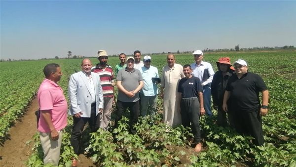 الزراعة تتابع زراعات القطن بالدقهلية وتقدم الدعم الفني للمزارعين