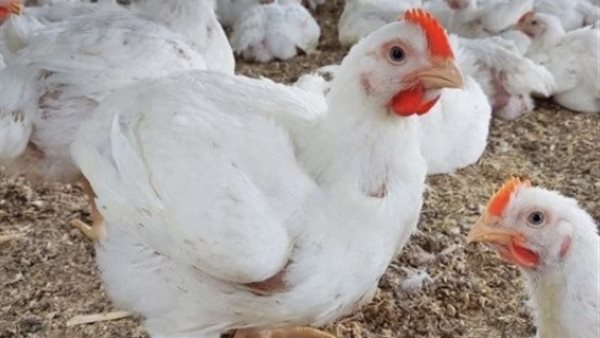 الكيلو بـ 55 جنيه.. انخفاض أسعار الفراخ في الأسواق وشعبة الدواجن تكشف السر