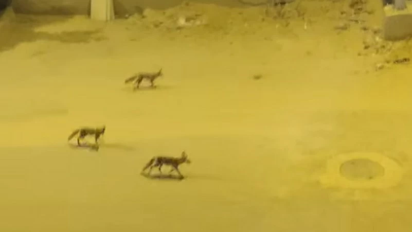 فيديو يثير الجدل بمصر.. ظهور مجموعات من الثعالب داخل منطقة سكنية – أخبار السعودية