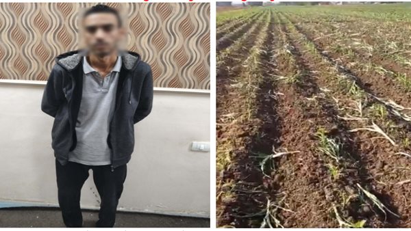 الداخلية تكشف حقيقة فيديو إتلاف محصول زراعي بالبحيرة وتضبط المتهم