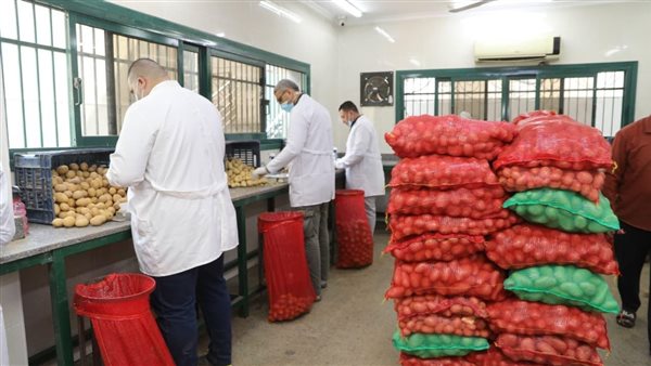 جهود مكثفة لمراقبة إنتاج وتصدير البطاطس.. 970 ألف طن صادرات مفحوصة