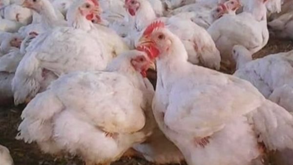 بورصة الدواجن اليوم.. أسعار الفراخ البيضاء اليوم الأربعاء 10-6-2026