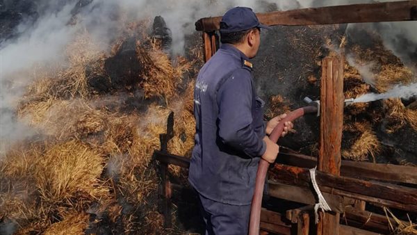 حريق يلتهم أرضًا زراعية ومزرعة مواشي بالمحلة وخسائر بنصف مليون جنيه