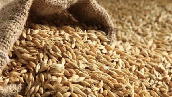 استقرار سعر الأرز الشعير اليوم الاثنين وسط هدوء الأسواق المحلية بعد العيد