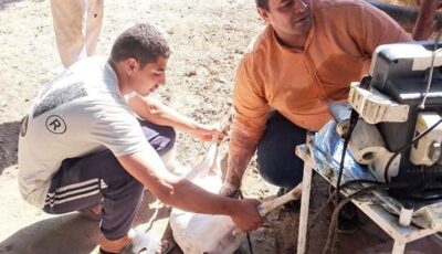 «الخدمات البيطرية» تنعش الثروة الحيوانية بتلقيح 39 ألف رأس ماشية في يونيو