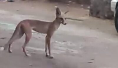 موجة الحر تدفع “الثعالب” لدخول قرى طامية بالفيوم لأول مرة.. والأهالي يطالبون بالتدخل لحماية الأطفال