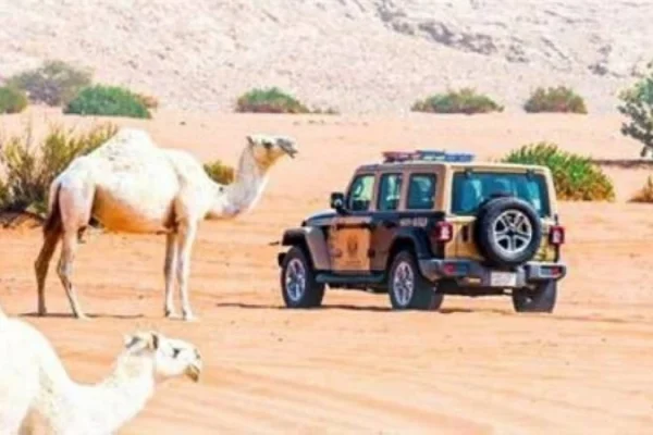 3 مخالفات بيئية تضبطها «الأمن البيئي» في عسير والرياض – أخبار السعودية