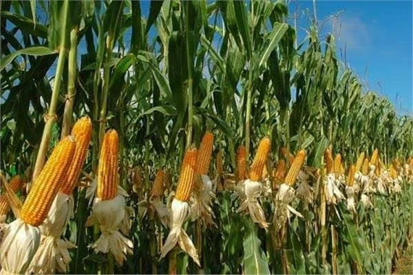 الحر يشعل أسعار الذرة عالمياً.. ارتفعت 2% – أخبار السعودية