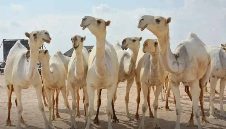 «البيئة» تحذر المشاركين في مهرجانات الإبل: 10 ملايين غرامة الإيذاء وعدم الرفق – أخبار السعودية