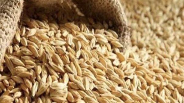 سعر طن الأرز الشعير الجديد