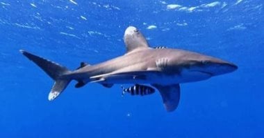 العثور على 30 سمكة قرش نافقة بشكل غامض في نيوجيرسي.. فيديو