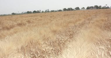 الهند ترفع حظر تصدير القمح لدعم الإمدادات العالمية وسط تصاعد حرب روسيا وأوكرانيا