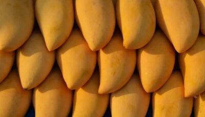 المانجو بكام النهارده؟.. زيادة جديدة وأسعار تبدأ من 20 جنيهًا
