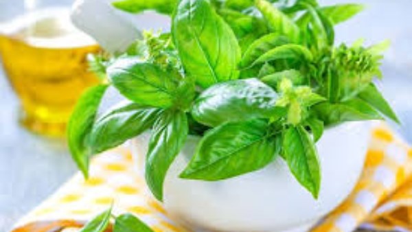 الريحان والكزبرة الناشفة يساعدان على تهدئة القولون وتحسين الهضم