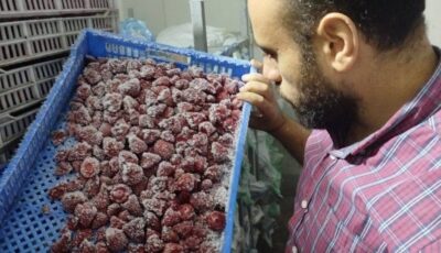 تحرير 668 محضرًا تموينيا وضبط 20 طن فراولة غير صالحة للاستهلاك بالمنوفية