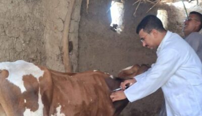 غدا .. انطلاق حملة تحصين الماشية ضد الحمى القلاعية والوادي المتصدع بقنا