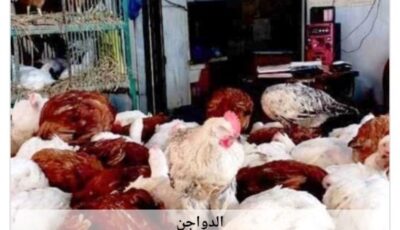 أسعار الدواجن في أسوان اليوم السبت 15-8-2026