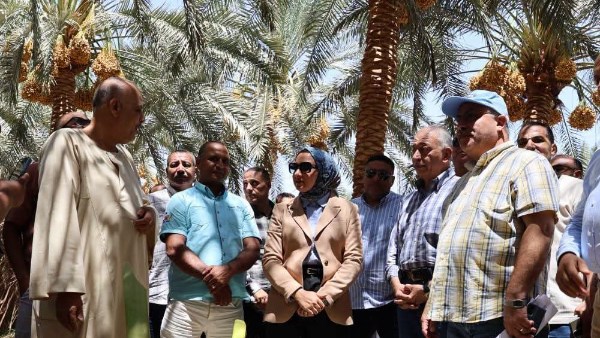محافظ الوادي الجديد تشهد حصاد البرحي بمزارع وزارة الزراعة بشرق العوينات