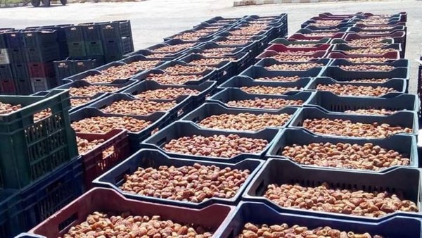 أخبار الوادي الجديد.. المحافظ تطمئن مزارعي البلح وتعلن عن إجراءات لضبط السوق وحماية حقوقهم