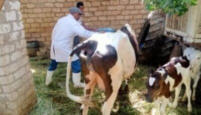 تحصين 25 ألف رأس ماشية ضد الحمى القلاعية والوادي المتصدع